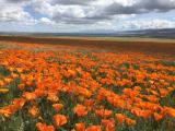 California Poppy Bloom
