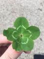 Spotted a five-leaf clover when strolling to work