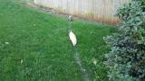 My cats beat a path in the grass