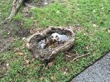 This tree root, filled with rainwater, formed a natural bird bath.