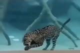 Jaguar eating underwater 🔥