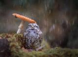 Owl sheltering under a mushroom