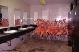 Flamingos huddled together in the bathroom at Miami Zoo during Hurricane Andrew (August 24, 1992).