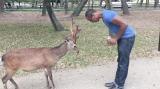 Even the Deer Are Polite in Japan…