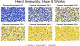 How Herd Immunity Works