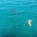 Turtle defending itself from a tiger shark attack by hitting it shell-first