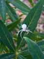 Found an Albino Spider in my front yard today