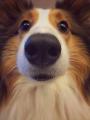 Doggo's nose (ctto)