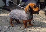 PsBattle: This armored wiener dog