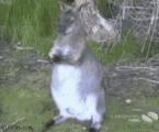 Crow Steals From Wallaby