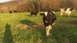 Cow think it's a pet Dog (x-post from /r/gifs)