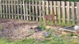 This fawn failing adorably at jumping over a fence