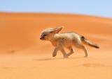 Happy Fennec Fox Walking Through The Sahara Desert
