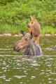 Just a baby moose catching a ride on its momma's back.