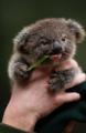 PsBattle: Baby Koala