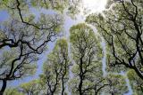 Crown shyness, a phenomenon where leaves and branches of trees do not touch, forming gaps in the canopy