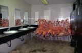 Flamingos ride out Hurricane Andrew in a bathroom at the Miami Zoo in 1992