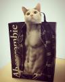 PsBattle: This cat inside an Abercrombie shopping bag