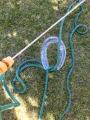 My garden hose has a hernia