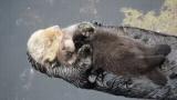 Baby otter cuddling with mum.