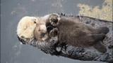 He Otter be sleeping tight