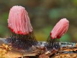 Stemonitis Fusca Weird but Amazing Species of Slime Mold