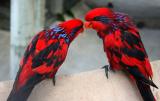 The blue-streaked lory.