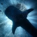 I'm just a hobby underwater photographer, but this whaleshark eclipse I caught is one of my favourite experiences.