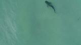 Drone spots shark just feet away from swimmer