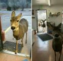 An owner of a store in Colorado gave a deer biscuits and chocolate. 30 minutes later he came back and brought his family.