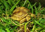 My new baby sulcata taking a nap after tuckering himself out in the grass