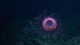 This Beautiful Jellyfish