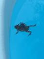 A spider riding a frog in the pool