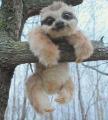 Happy cute sloth