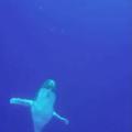 Incredibly close up whale breach