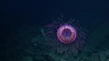 The Halitrephes Maasi Jellyfish
