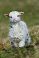 A jolly, little lamb sees nothing but green fields of life ahead.