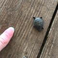 This tiny turtle on my work porch. Thumb for scale