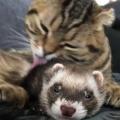Cat gives ferret friend a bath