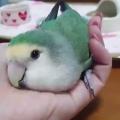 Bird being sleepy