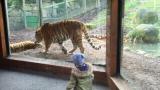 Tiger lashes out at husband for waking her