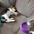 How to wake up a Beagle