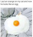 Forbidden fried egg