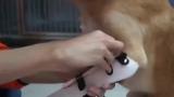 Dog gets prosthetic legs, immediately do tippy tops