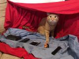 Our cat is obsessed with blanket forts, so we made him this. He has wares, if you have coin.