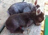 Sleeping baby donkeys