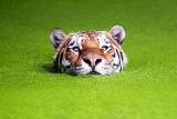 Severed tiger head with a terrified look on a field of grass