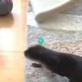 What is this thing the otter is playing with called?
