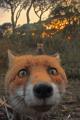 Fox Close-Up