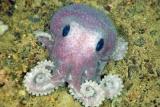 Baby octopus